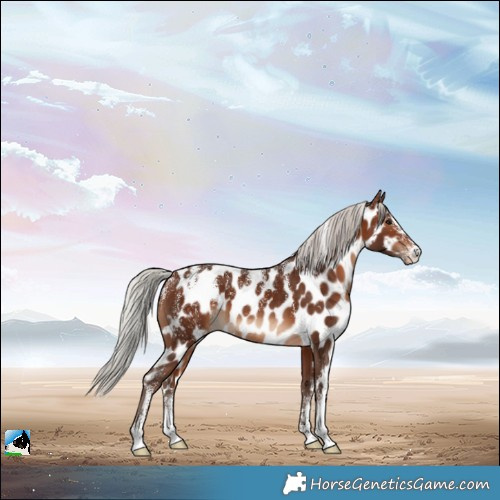 Horse Color:Powder White Silver Bay Skewed Appaloosa 