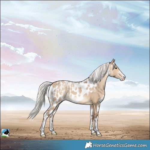 Horse Color:Powder White Silver Bay Dun Skewed Appaloosa 