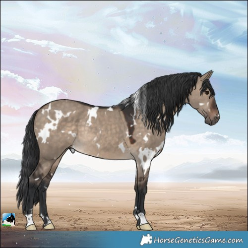 Horse Color:White Spotted Brown Dun Rabicano 