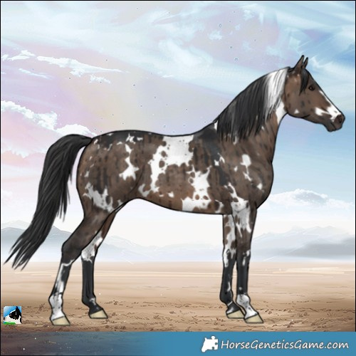 Horse Color:White Spotted Bay Dun Brindle 