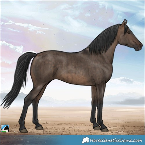 Horse Color:Bay Dun Rabicano Brindle 