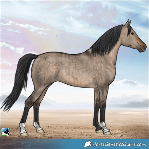 Horse Color:Bay Dun Rabicano Brindle 