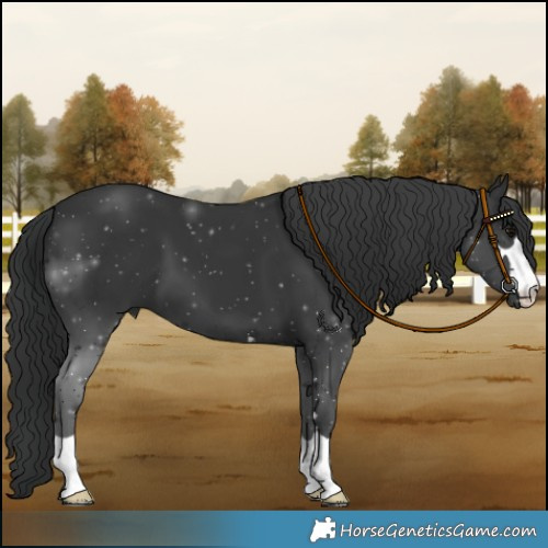 Horse Color:Black 