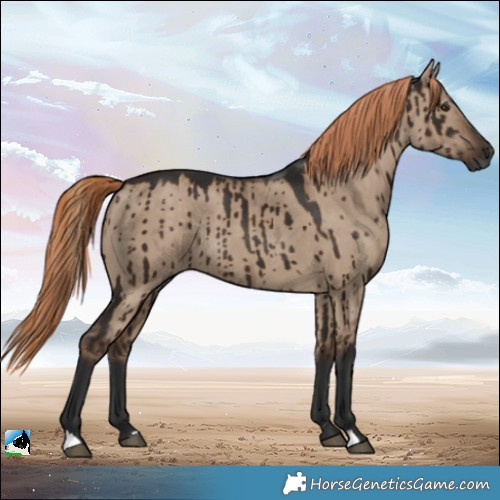 Horse Color:Liver Red Dun Rabicano Brindle 