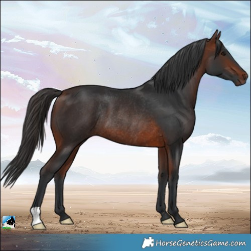 Horse Color:Bay Rabicano 