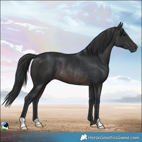 Horse Color:Brown Rabicano 