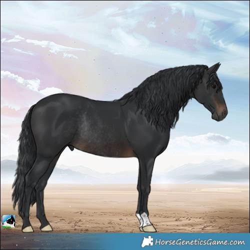 Horse Color:Brown Rabicano 