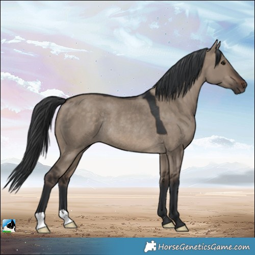 Horse Color:Brown Dun Rabicano 