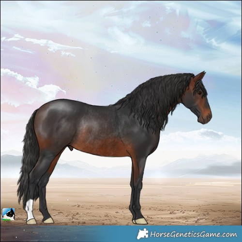 Horse Color:Brown Rabicano 