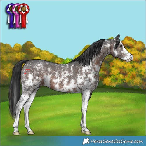 Horse Color:Brown Sabino Appaloosa