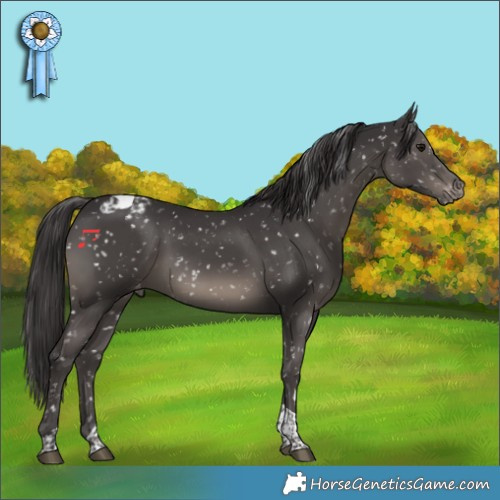 Horse Color:Smoky Black Tobiano Appaloosa