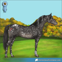 Horse Color:Smoky Black Tobiano Snowflake Varnish 