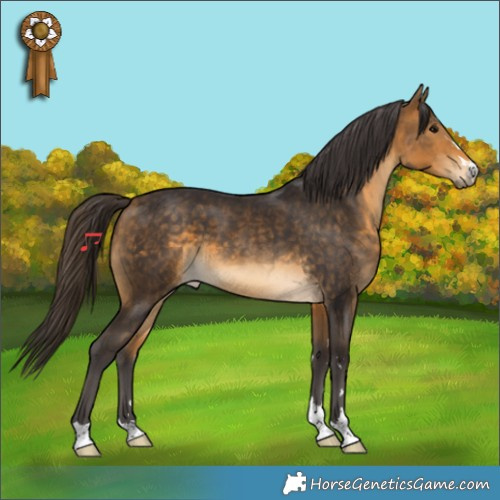 Horse Color:Buckskin 