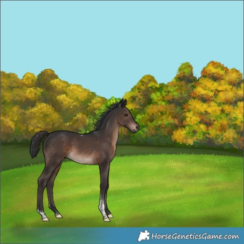 Horse Color:Brown Tobiano Rabicano 
