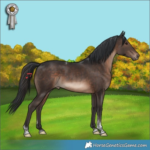 Horse Color:Brown Tobiano Rabicano 