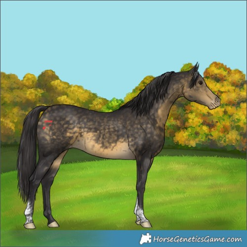 Horse Color:Buckskin Tobiano Appaloosa