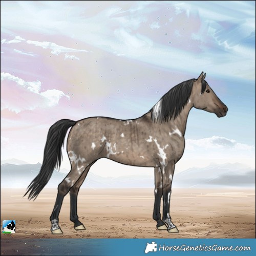 Horse Color:White Spotted Brown Dun Brindle 