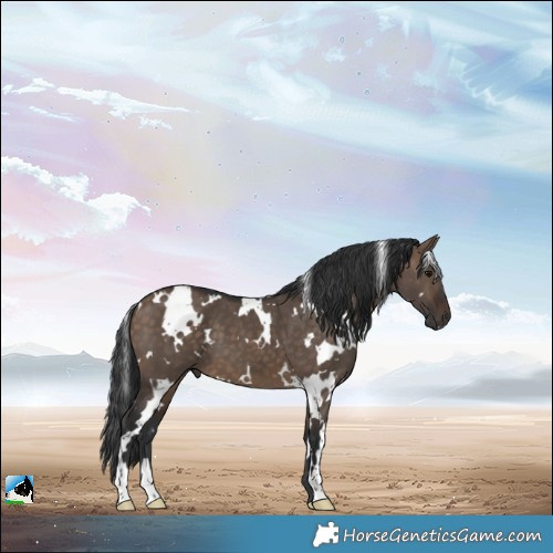 Horse Color:White Spotted Brown Dun 