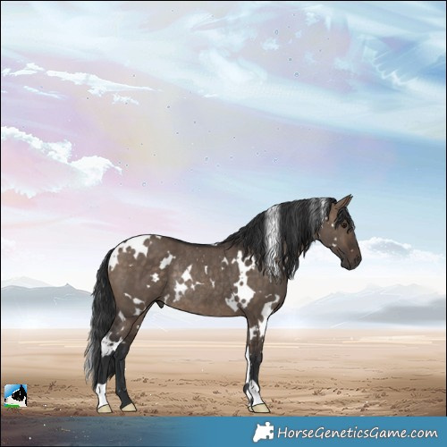 Horse Color:White Spotted Brown Dun Rabicano 