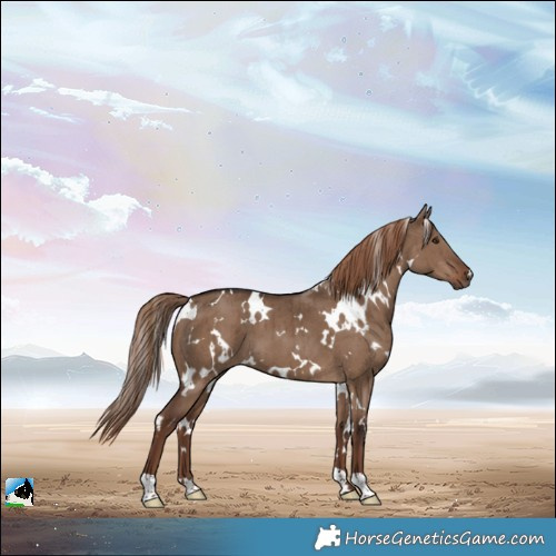 Horse Color:White Spotted Liver Red Dun Brindle 