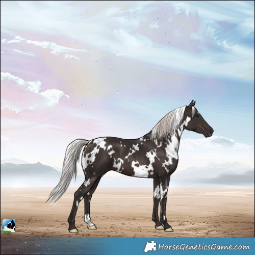 Horse Color:White Spotted Silver Bay