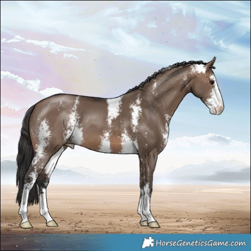 Horse Color:Brown Dun Sabino 