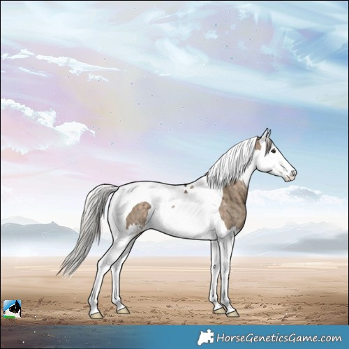 Horse Color:Silver Brown Dun Sabino Splash Tobiano Brindle 