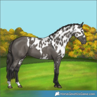 Horse Color:Grullo Skewed LP Spotted