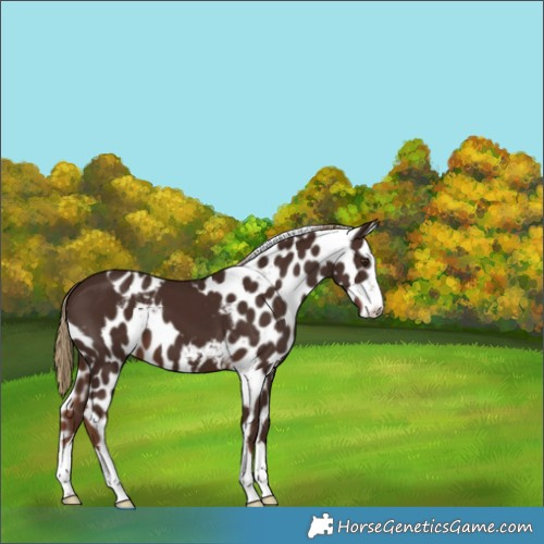 Horse Color:Liver Chestnut Skewed Appaloosa
