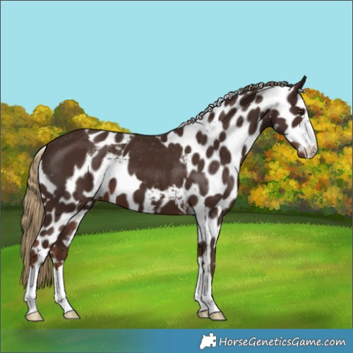 Horse Color:Liver Chestnut Skewed Appaloosa 