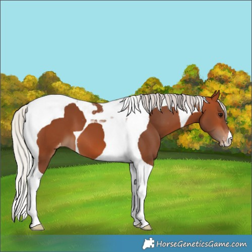 Horse Color:Silver Bay Tobiano Appaloosa 