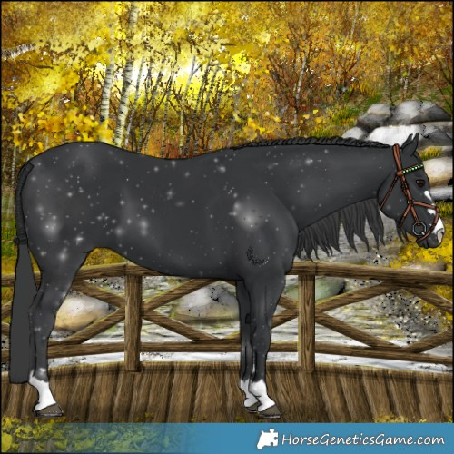 Horse Color:Black 