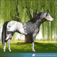 Horse Color:Gray White Spotted Buckskin Roan Dun Frame Blanket and Gray Blue Roan Splash Blanket
