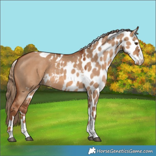 Horse Color:Red Dun Skewed Appaloosa 