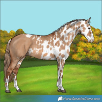 Horse Color:Red Dun Skewed Appaloosa