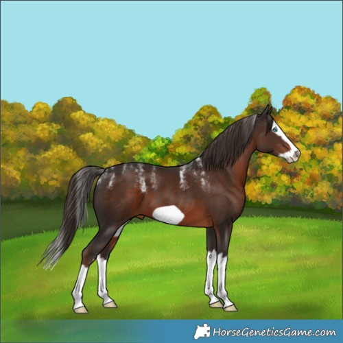 Horse Color:Powder White Liver Chestnut Splash Frame 