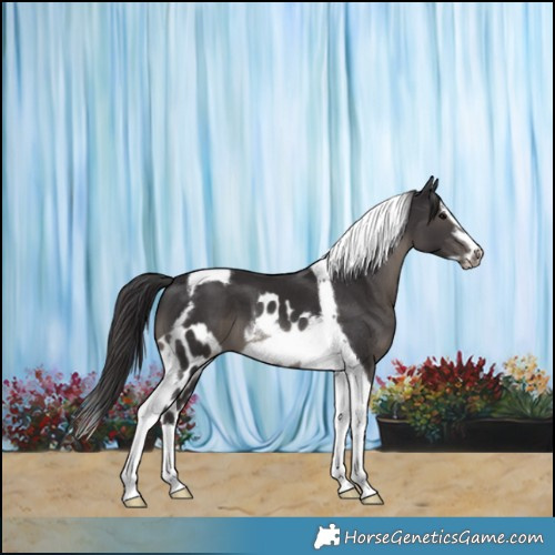 Horse Color:Smoky Black Splash Tobiano Frame Skewed Appaloosa 