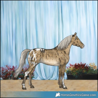 Horse Color:Silver Buckskin Dun Sabino Skewed Appaloosa Brindle