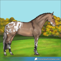 Horse Color:Bay Dun Skewed Appaloosa