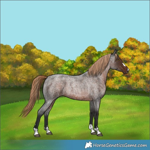 Horse Color:Liver Red Roan 