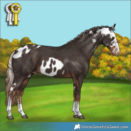Horse Color:Liver Chestnut Skewed Appaloosa