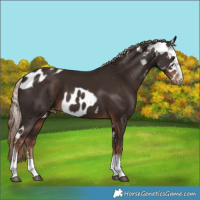 Horse Color:Liver Chestnut Skewed Appaloosa 