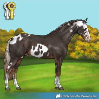 Horse Color:Liver Chestnut Skewed Appaloosa
