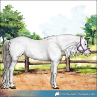 Horse Color:Bay Sabino Blanket 
