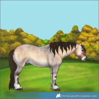 Horse Color:Gray Buckskin Roan Onyx Rabicano