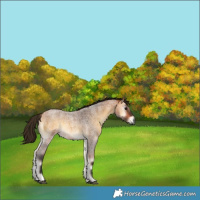 Horse Color:Gray Buckskin Roan Onyx Rabicano 