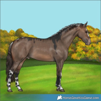 Horse Color:Brown Dun Skewed Appaloosa 