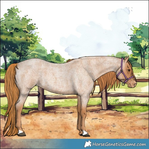 Horse Color:Red Roan Appaloosa 