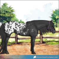 Horse Color:Black Blanket