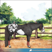 Horse Color:Smoky Black Frame Blanket